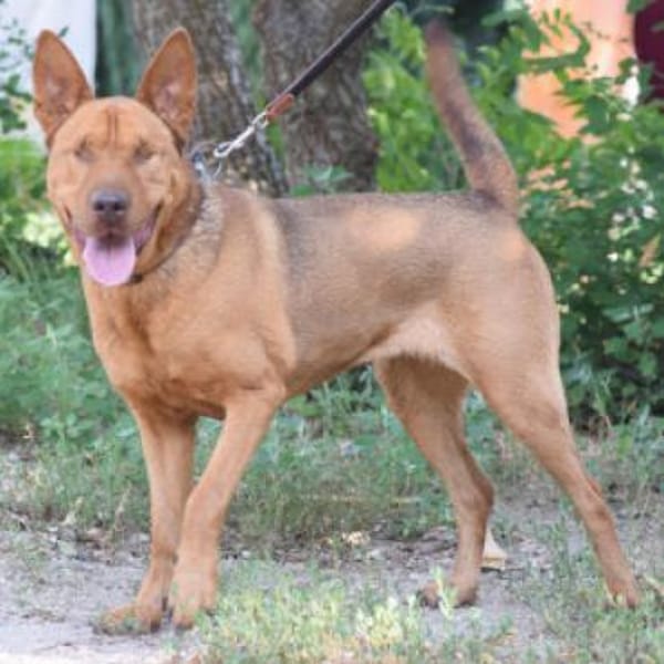 Solo - liebe, nette, blinde Hündin