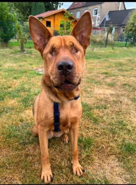 Solo - liebe, nette, blinde Hündin