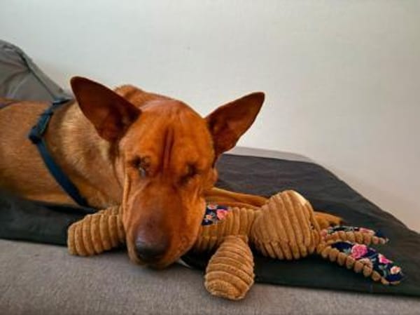 Solo - liebe, nette, blinde Hündin