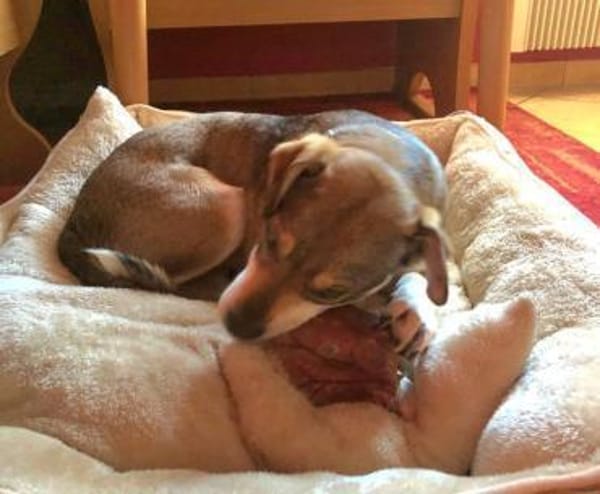 liebe Hündin Emma auf PS in 96120