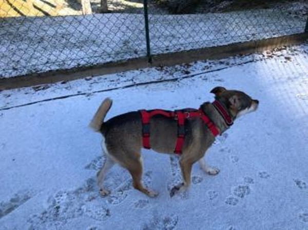 liebe Hündin Emma auf PS in 96120