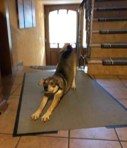 liebe Hündin Emma auf PS in 96120