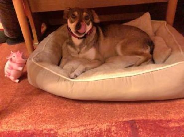 liebe Hündin Emma auf PS in 96120