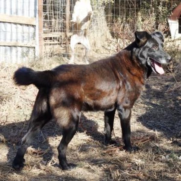 Traumhündin Lotta wartet in Deutschland