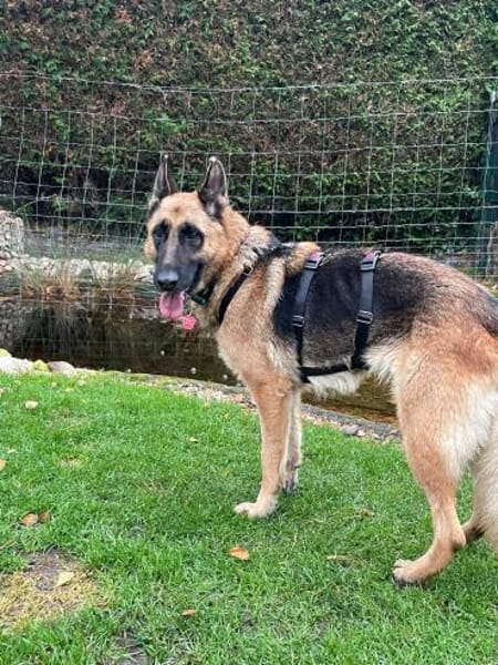 tolle Hündin sucht ihren Traumplatz