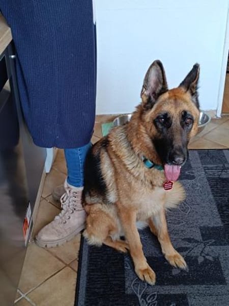 tolle Hündin sucht ihren Traumplatz