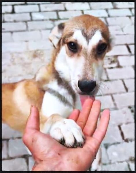 Unter keinem gutem Stern geboren!