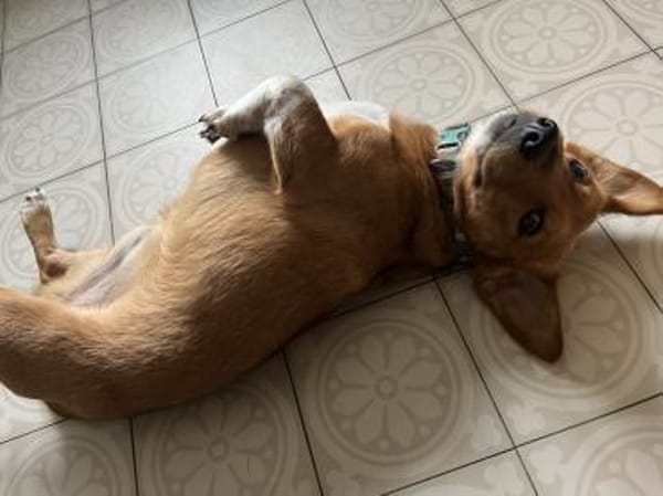 kleine Knutschkugel sucht seine Menschen