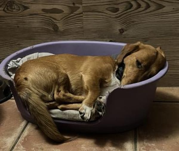 kleine Knutschkugel sucht seine Menschen