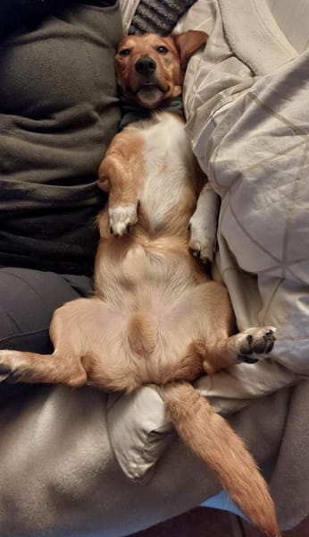 kleine Knutschkugel sucht seine Menschen