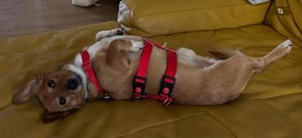 kleine Knutschkugel sucht seine Menschen