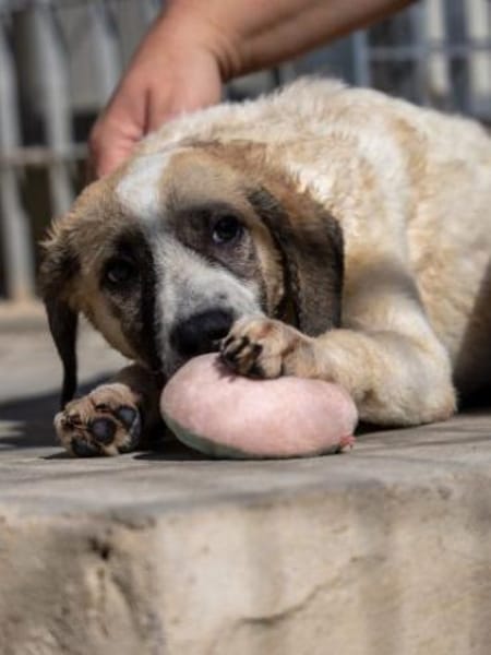 Bora - auf Pflegestelle in DE