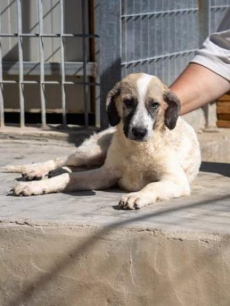 Bora - auf Pflegestelle in DE