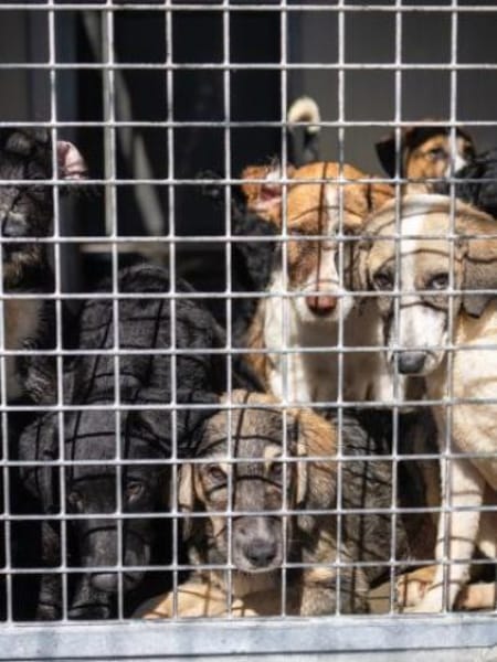 Bora - auf Pflegestelle in DE