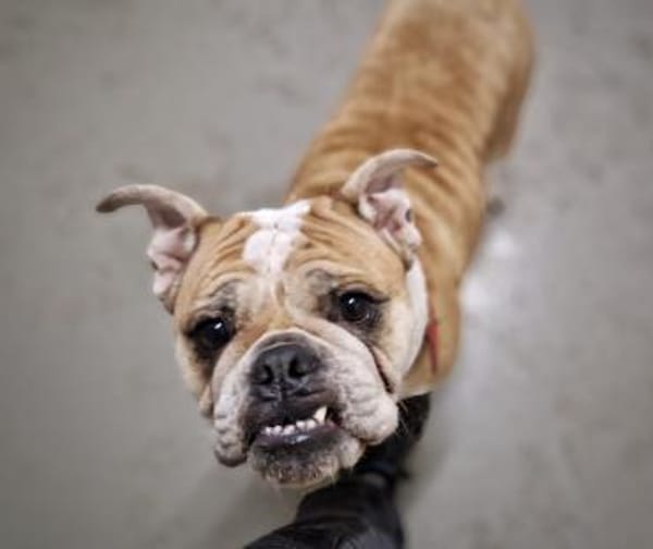 Heaven sucht ihr Für immer Zuhause