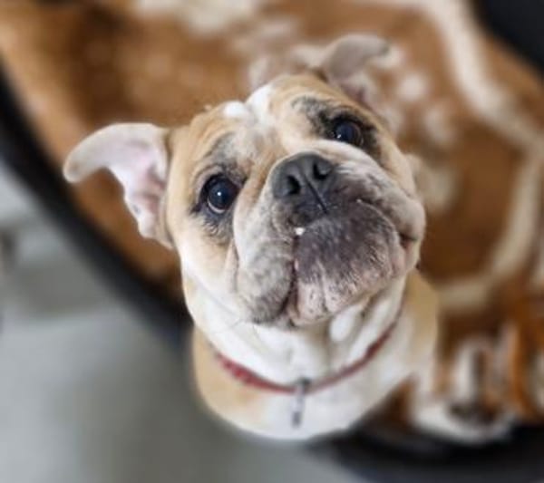 Heaven sucht ihr Für immer Zuhause