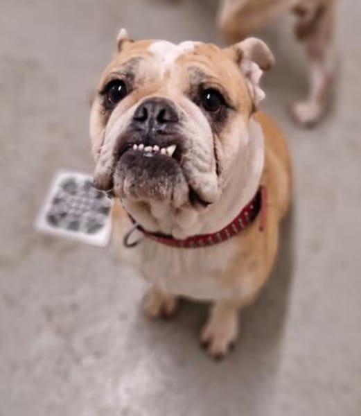 Heaven sucht ihr Für immer Zuhause