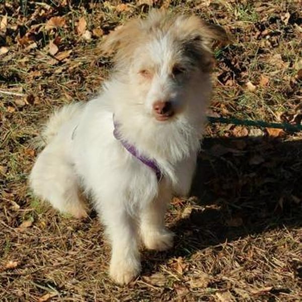 Traumhündin Lovely auf PS in 91278