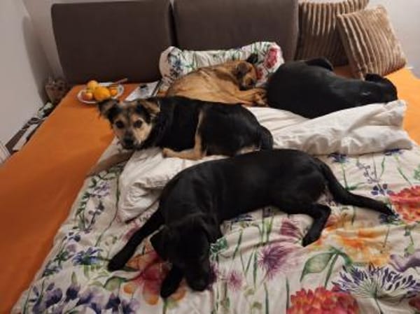 Bjarne - ein gescheiter Hundejunge