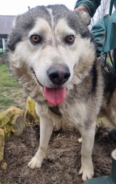 Malamute COCO, fröhlich