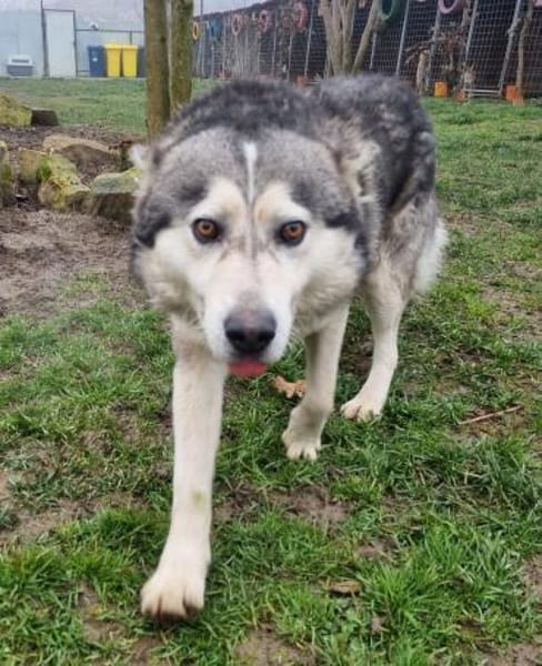Malamute COCO, fröhlich