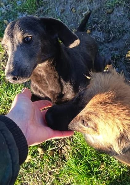 Actimel ist eine sehr liebe Maus