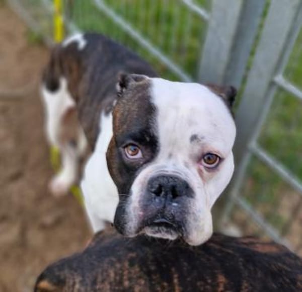 Boxer Uwe sucht seine Menschen