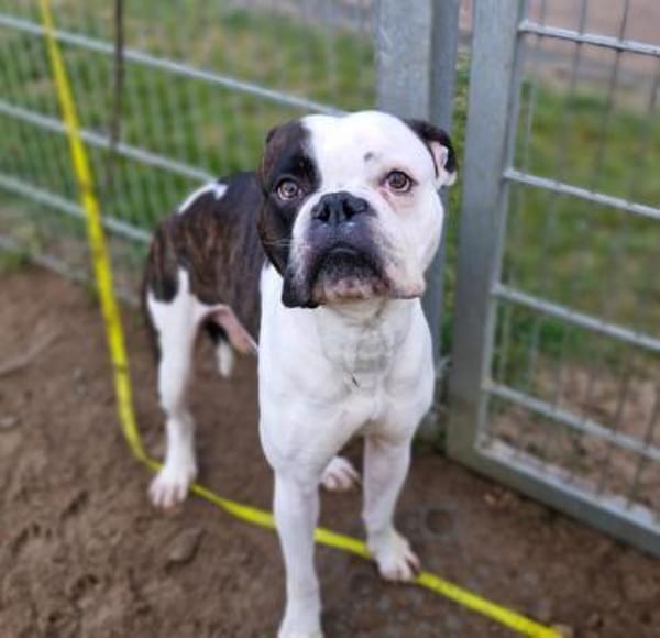 Boxer Uwe sucht seine Menschen