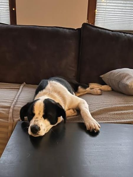 aktiver Junghund sucht aktive Menschen