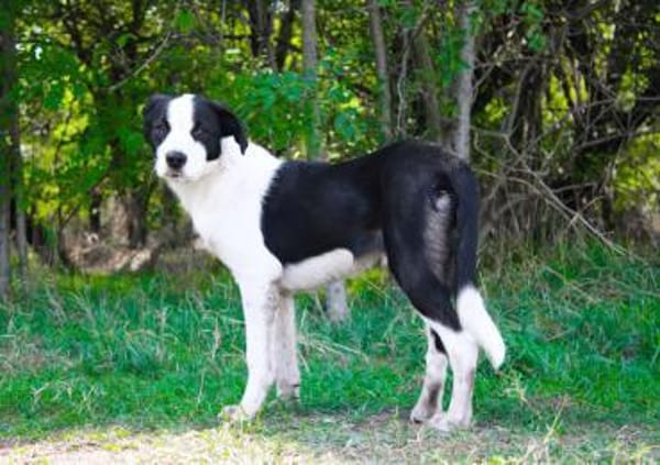 aktiver Junghund sucht aktive Menschen