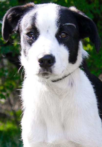 aktiver Junghund sucht aktive Menschen