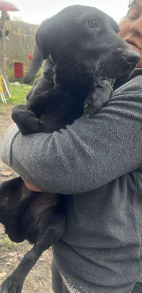 Louis, klein, schwarz, zutraulich sucht