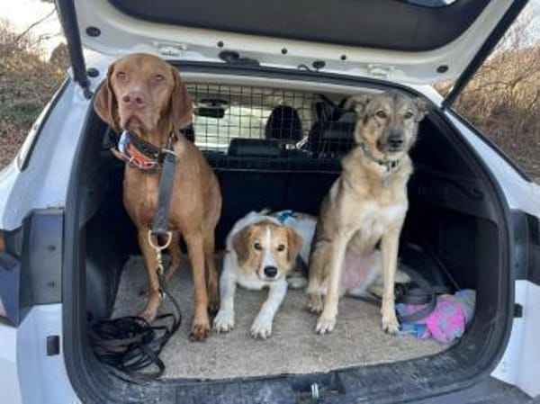 Rüde Momo auf PS in München