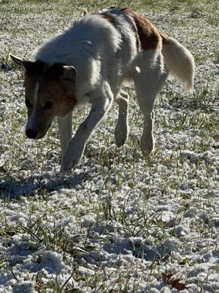 Rüde Momo auf PS in München