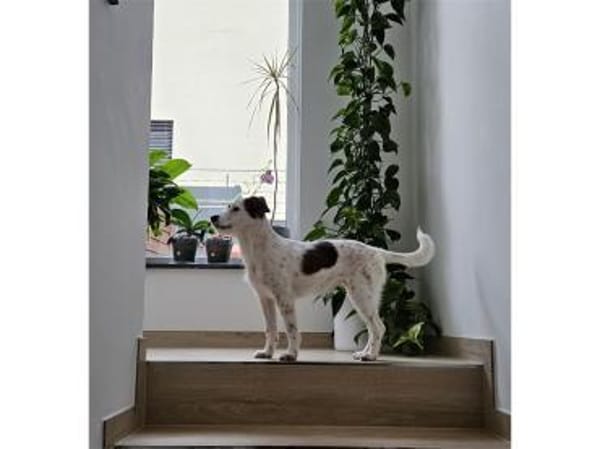 Levya - wartet in 66773 Schwalbach