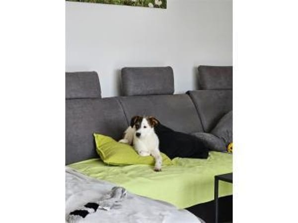 Levya - wartet in 66773 Schwalbach