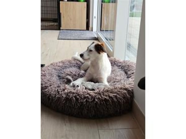 Levya - wartet in 66773 Schwalbach