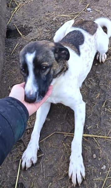 Junge Lexi möchte endlich ankommen