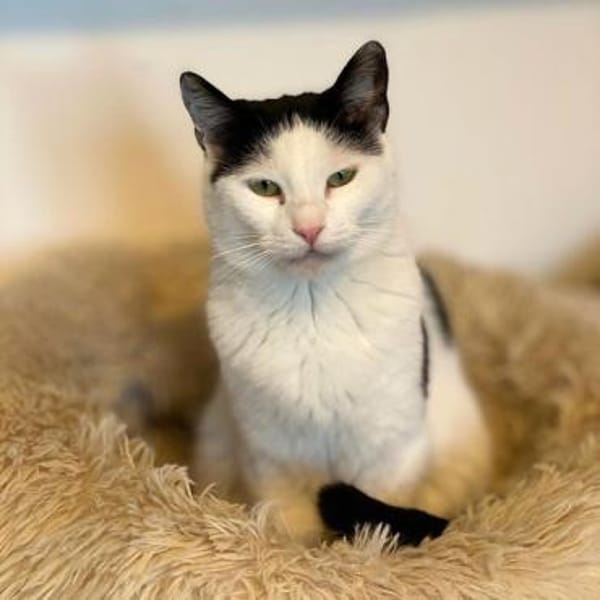 Süsse Tzina sucht ihr Für-Immer-Zuhause