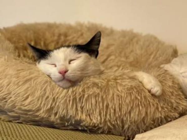 Süsse Tzina sucht ihr Für-Immer-Zuhause