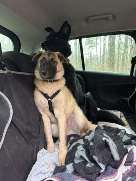 Lebensfroher Rüde Rico