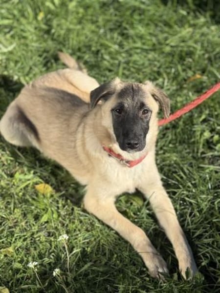 Lebensfroher Rüde Rico