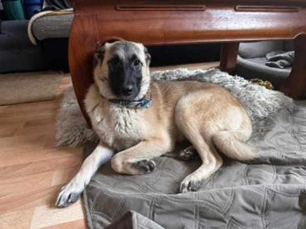 Lebensfroher Rüde Rico