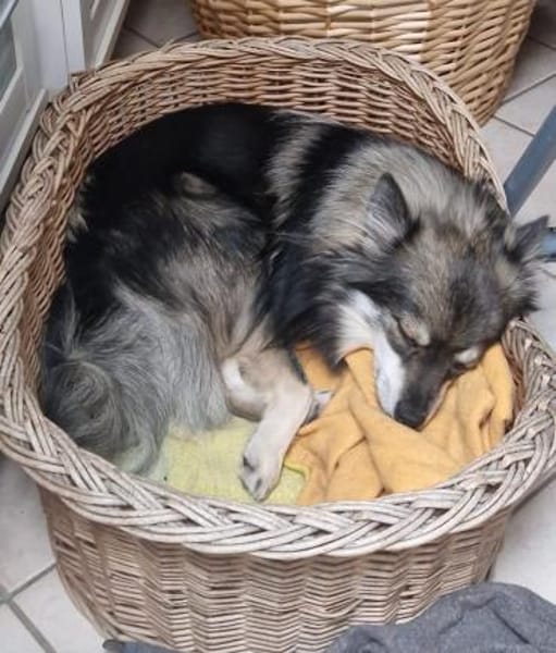 Karla - vorsichtige Hundedame wartet