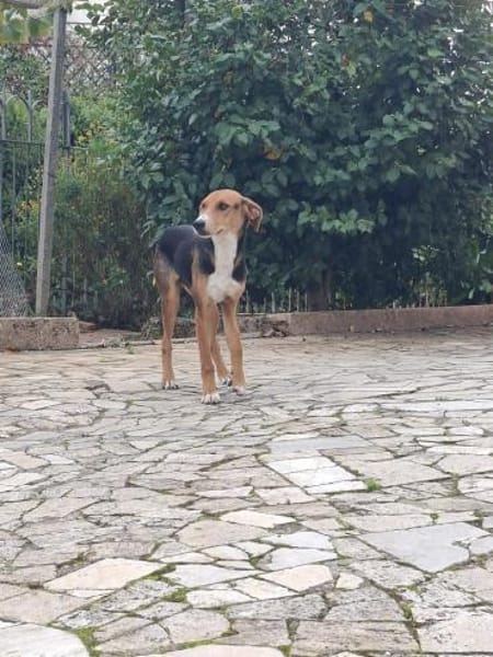 Ettore 💙💙💙 Wer heilt seine Seele?