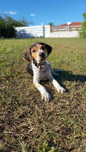 Vaillant, moi j'adore les câlins