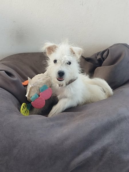 Anis, le beau x bichon