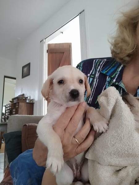 Eva un petit amour de créole