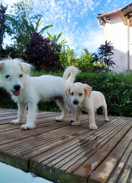 Eva un petit amour de créole