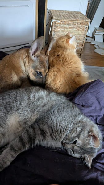 Tanina, belle croisée malinoise